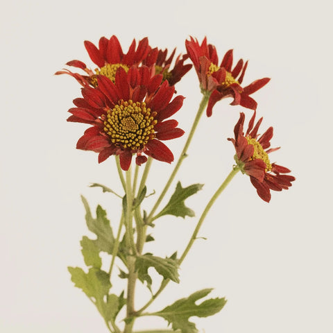 Old Maroon Giant Eye Daisy Stem - Image