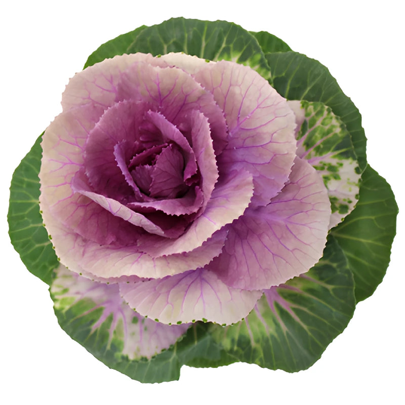 Purple Ombre Ornamental Kale Flowers