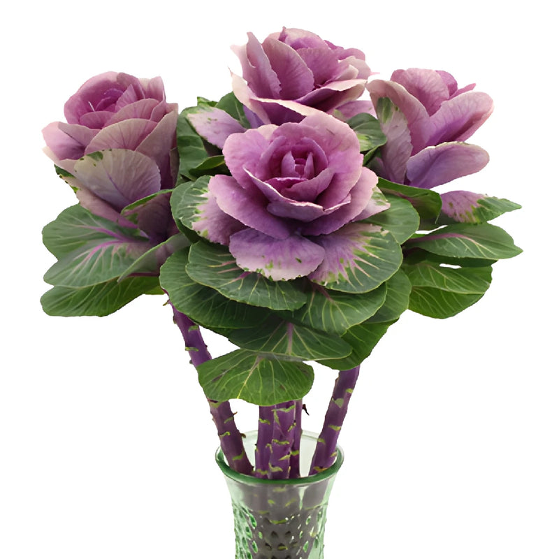 Purple Ombre Ornamental Kale Flowers