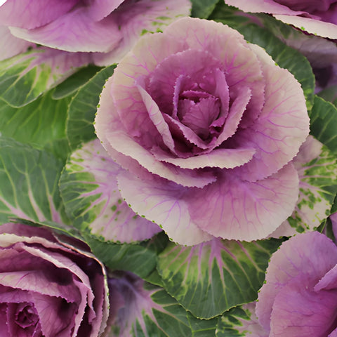 Purple Ombre Ornamental Kale Flowers