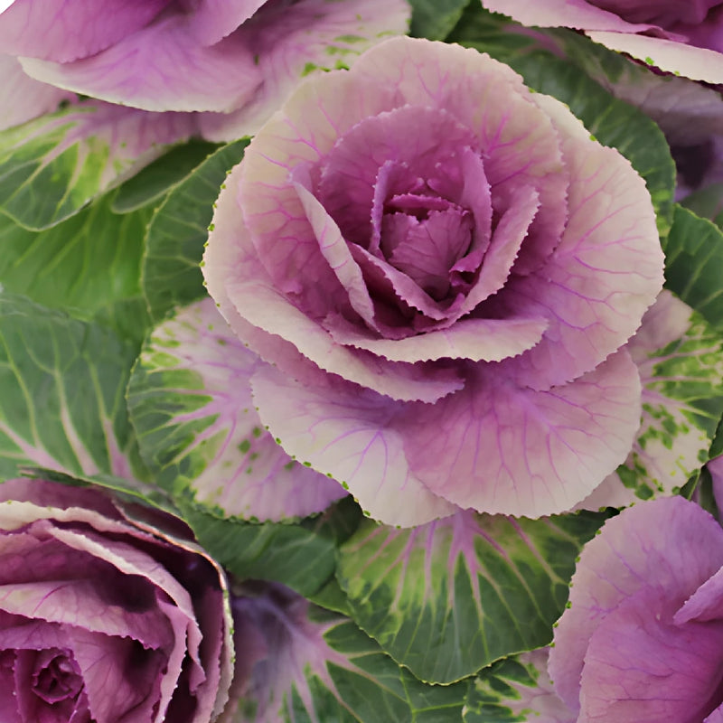 Purple Ombre Ornamental Kale Flowers