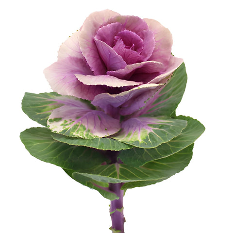 Purple Ombre Ornamental Kale Flowers