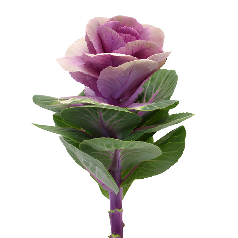 Purple Ombre Ornamental Kale Flowers