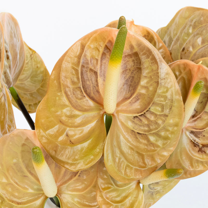 Olive Pink Anthurium Flower Close Up - Image