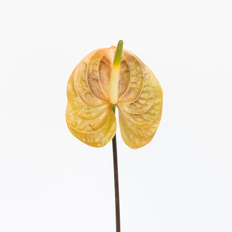 Olive Pink Anthurium Flower Stem - Image