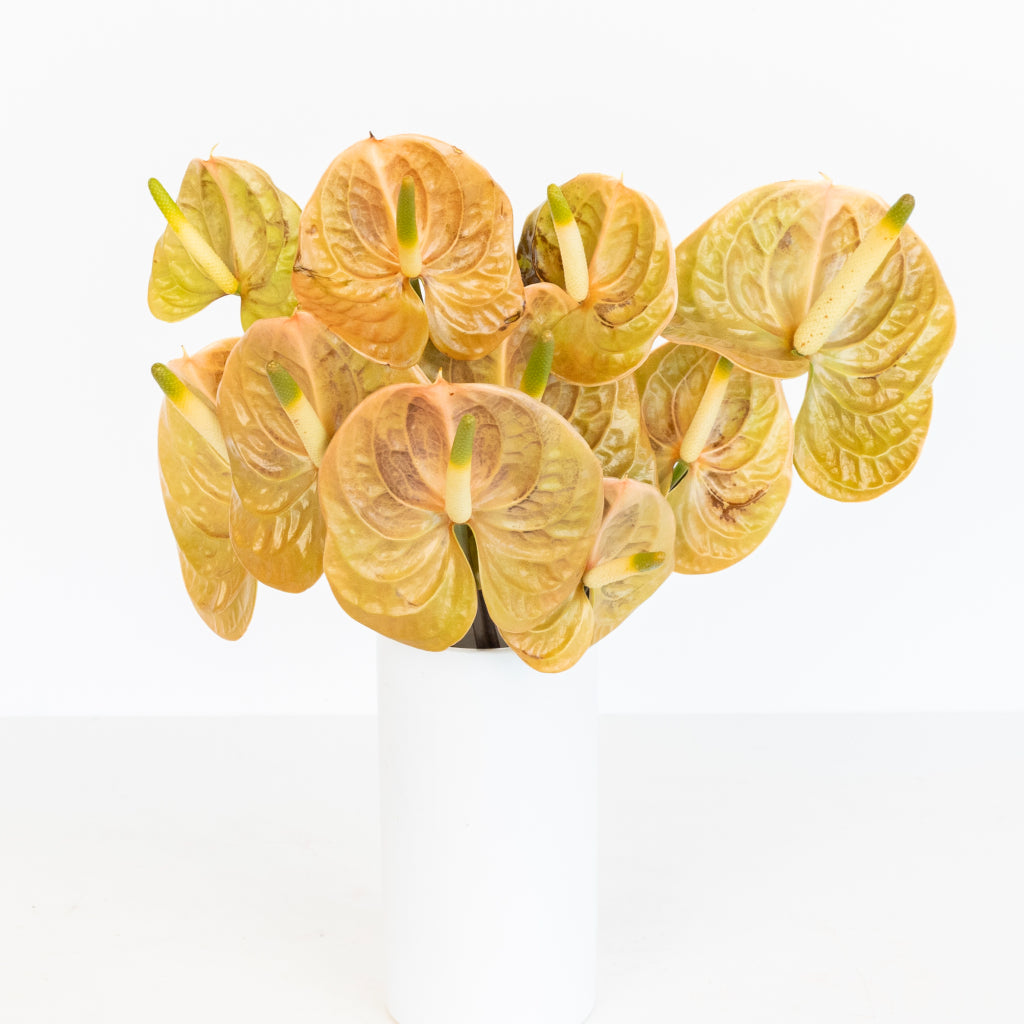 anthurium cognac Earthy Yellow Anthurium Flower