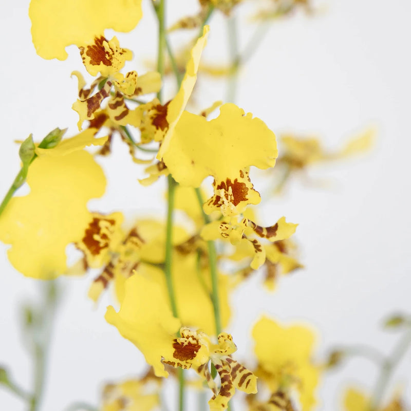 Oncidium Orchids Yellow Flower Close Up - Image