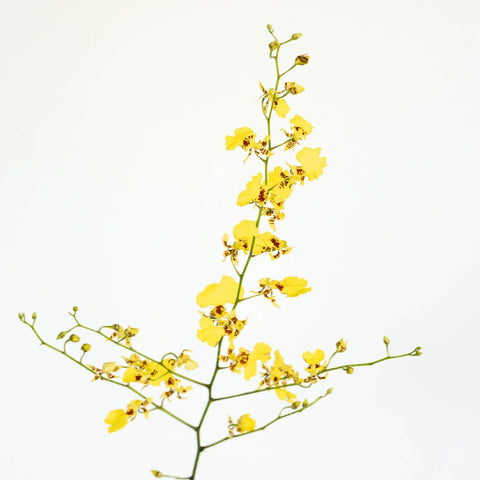Oncidium Orchids Yellow Flower Stem - Image