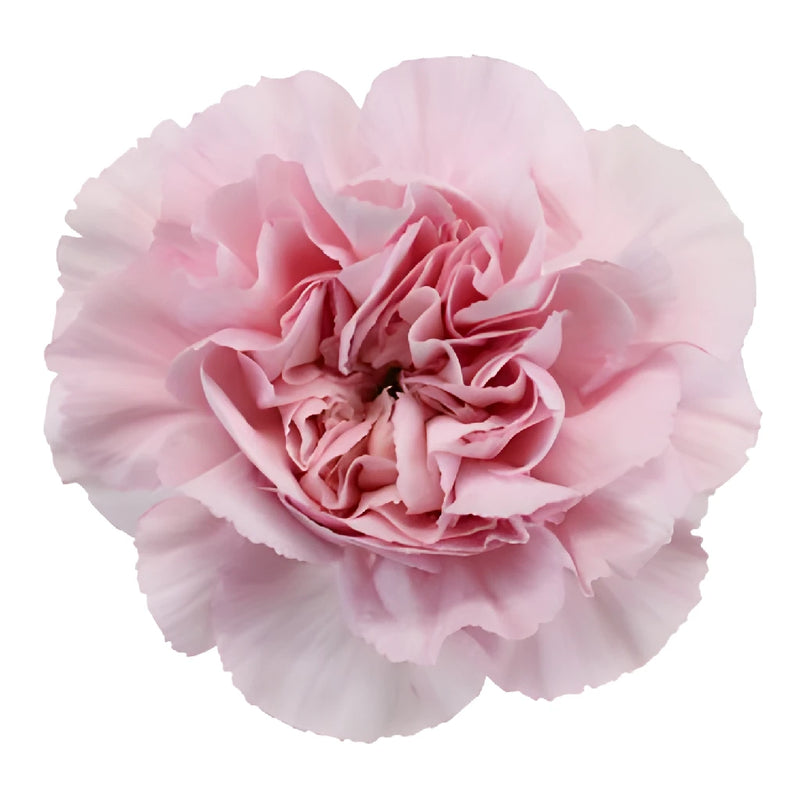 Soft Pink Fresh Carnation Flowers for Mothers Day