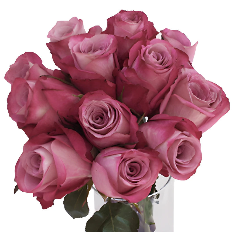 Purpleberry Fresh Cut Rose