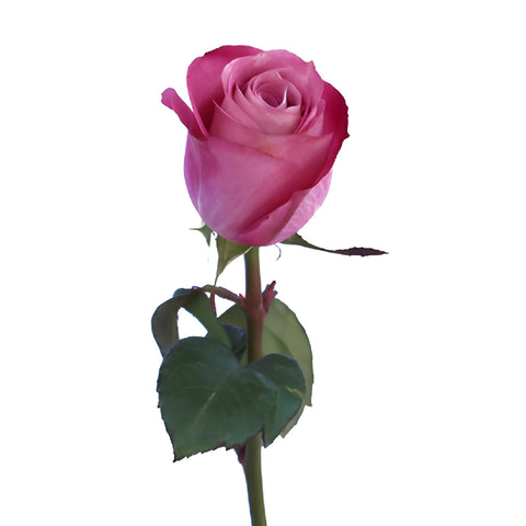 Purpleberry Fresh Cut Rose