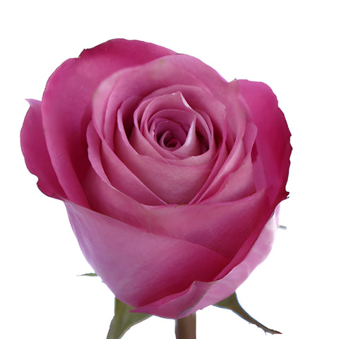 Purpleberry Fresh Cut Rose