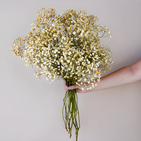 Orange Airbrushed Baby's Breath Flower