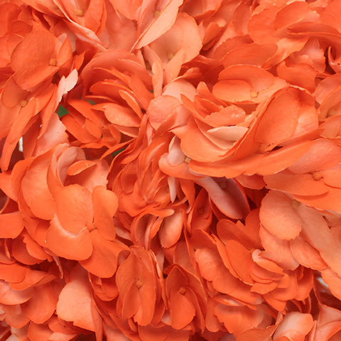 Orange Airbrushed Hydrangea Flower Up Close