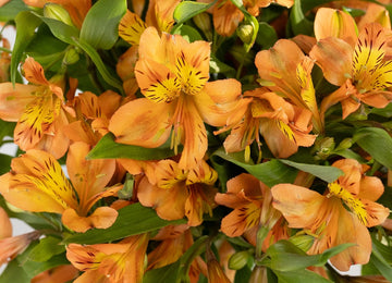 Orange Alstroemeria Fresh Flower Close Up - Image