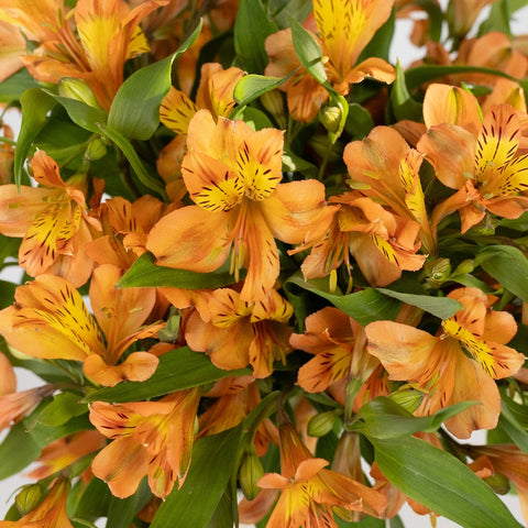 Orange Alstroemeria Fresh Flower Close Up - Image