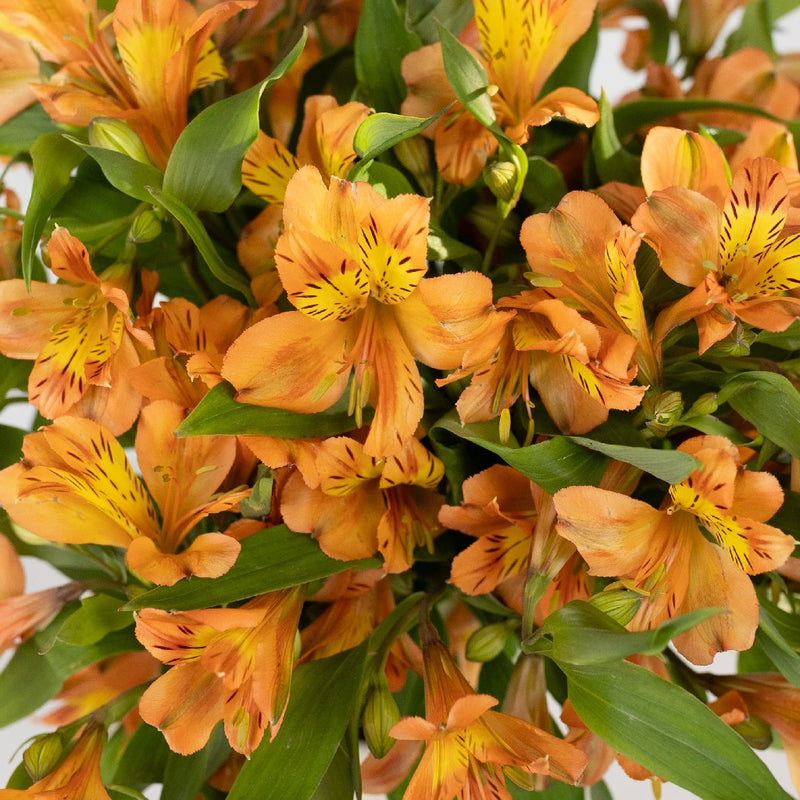 Orange Alstroemeria Fresh Flower Close Up - Image