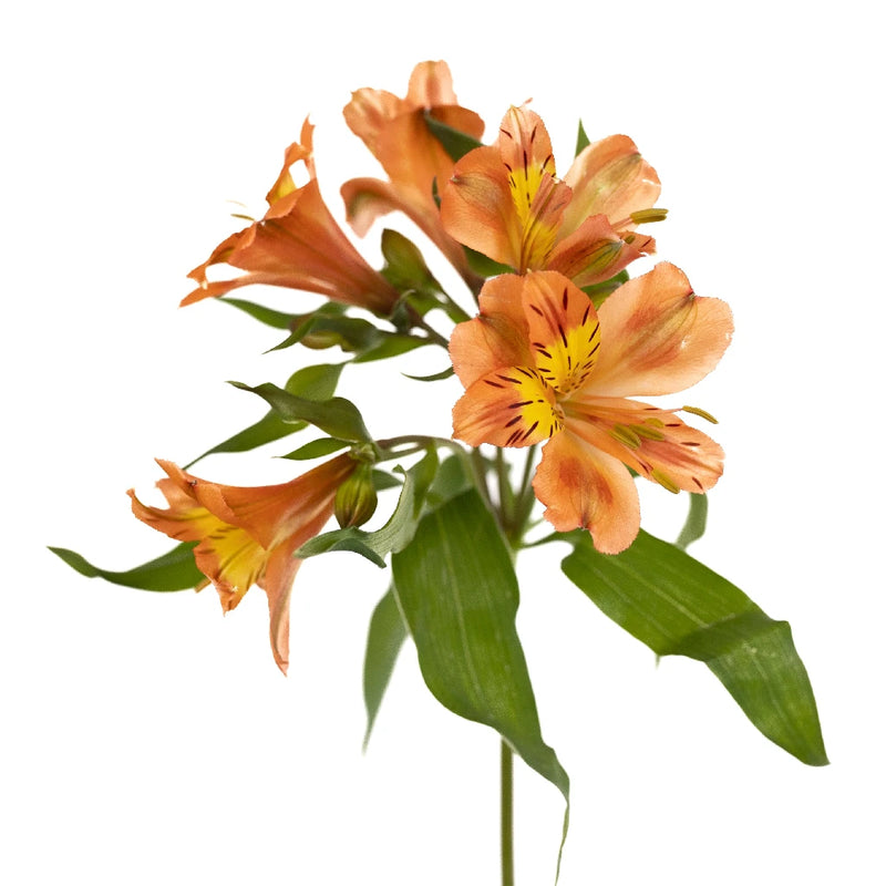 Orange Alstroemeria Fresh Flower Stem - Image