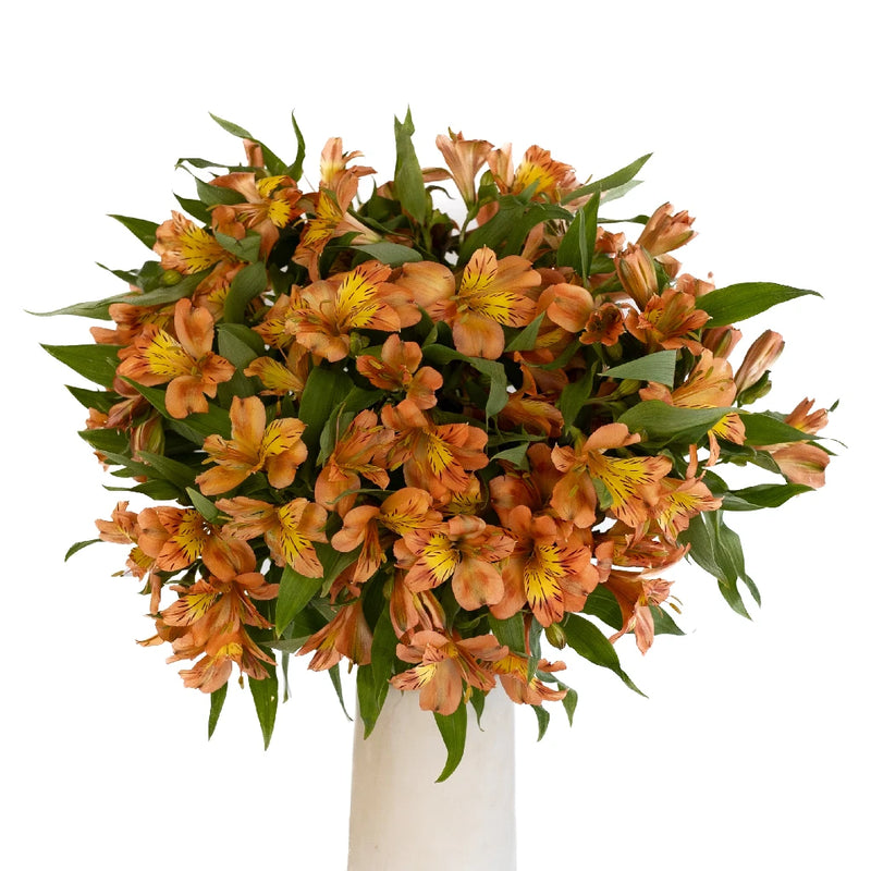 Orange Alstroemeria Fresh Flower Vase - Image