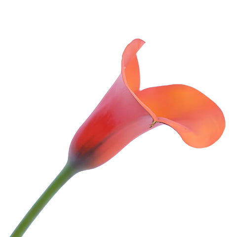 Mango Tinted Mini Calla Lily Flower