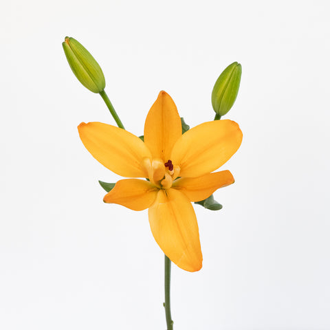Orange Butterfly Lily Flower Stem - Image