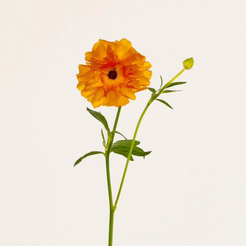 Orange Butterfly Ranunculus Flower Stem - Image