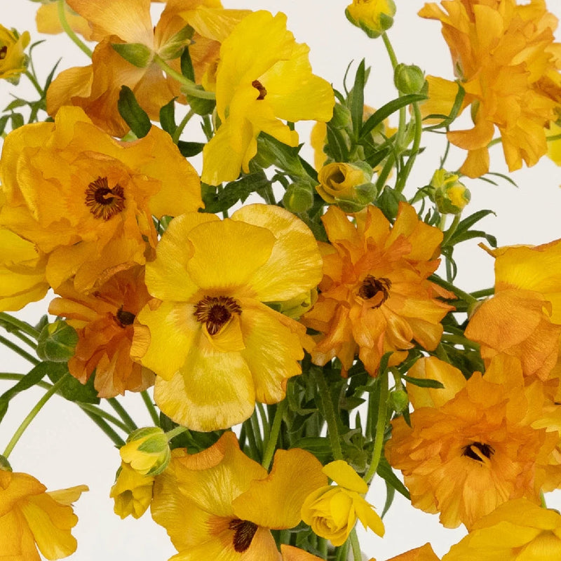 Orange Butterfly Ranunculus Flower Close Up - Image