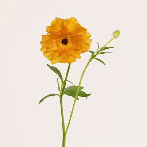 Orange Butterfly Ranunculus Flower Stem - Image