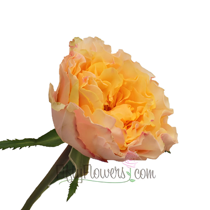 Orange Cream Ruffles Garden Rose Side Stem View