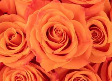 Orange Crush Rose Close Up - Image