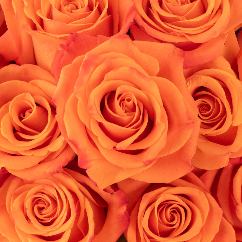 Orange Crush Rose Close Up - Image