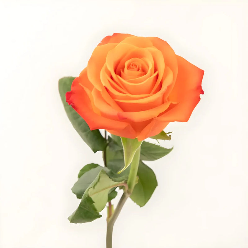 Orange Crush Rose Stem - Image