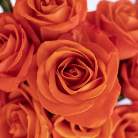 Orange Crush Rose Close Up - Image