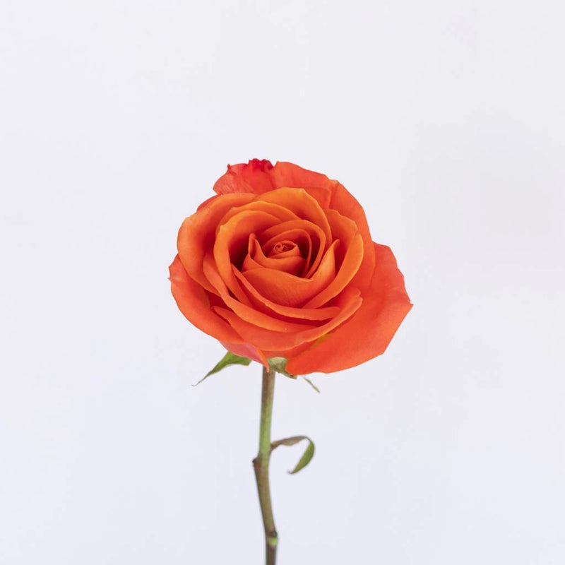 Orange Crush Rose Stem - Image