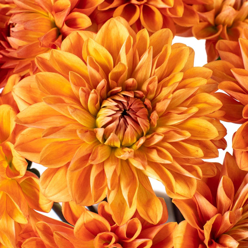 Orange Dahlia Flower Up Close