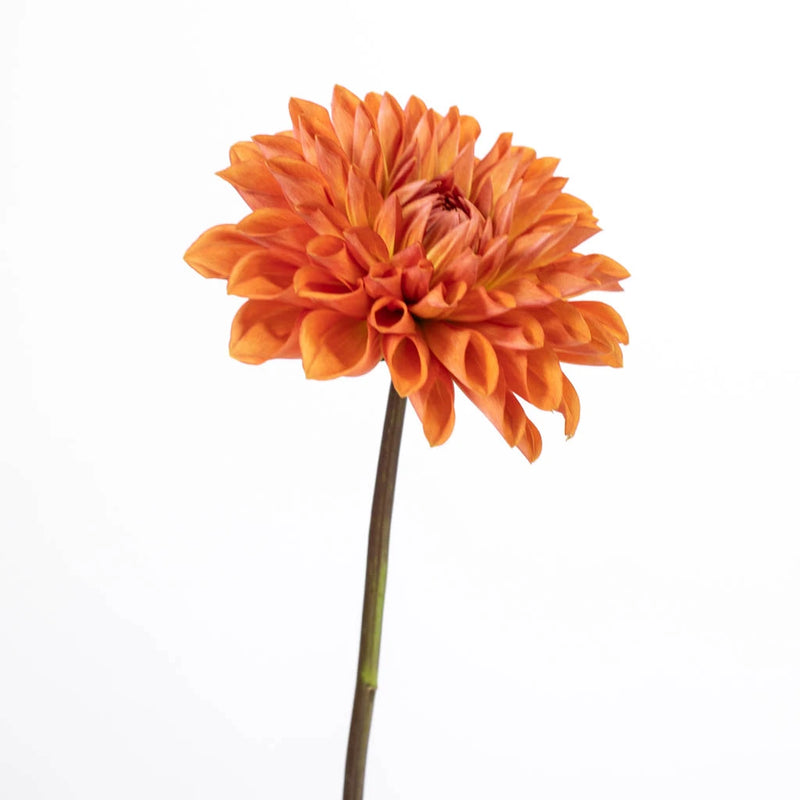 Orange Dahlia Flower Stem