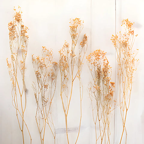 Orange Dried Baby's Breath Flower