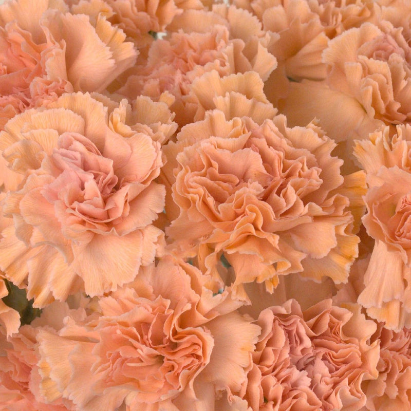 Orange Enhanced Carnation Flowers Close Up - Image