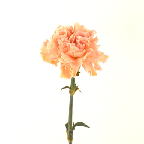Orange Enhanced Carnation Flowers Stem - Image