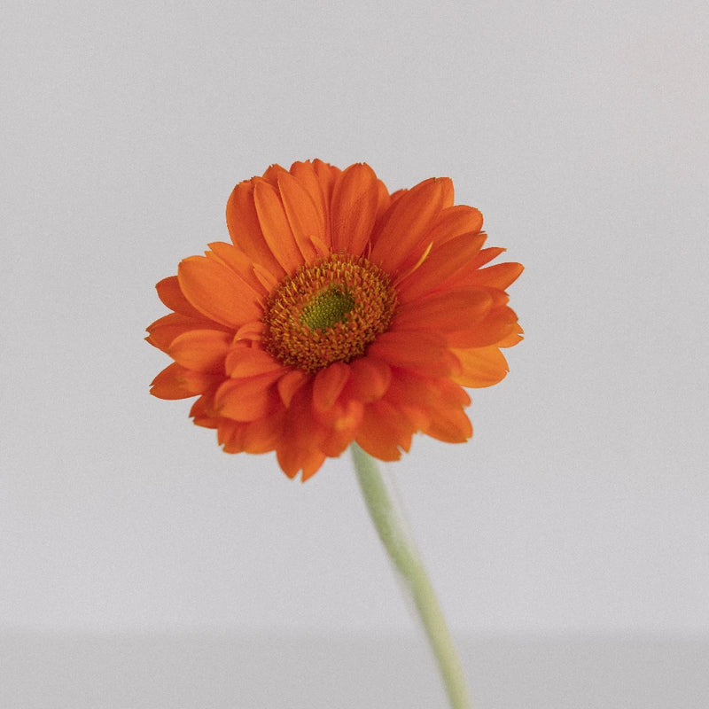 Orange Gerbera Daisies Flower Stem - Image