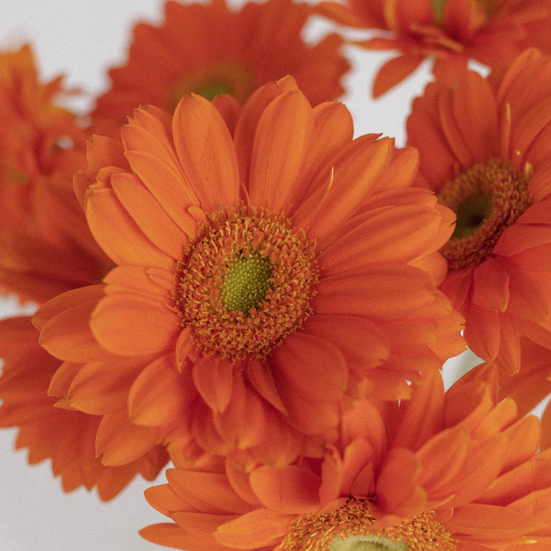 Orange Gerbera Daisies Flower - Image