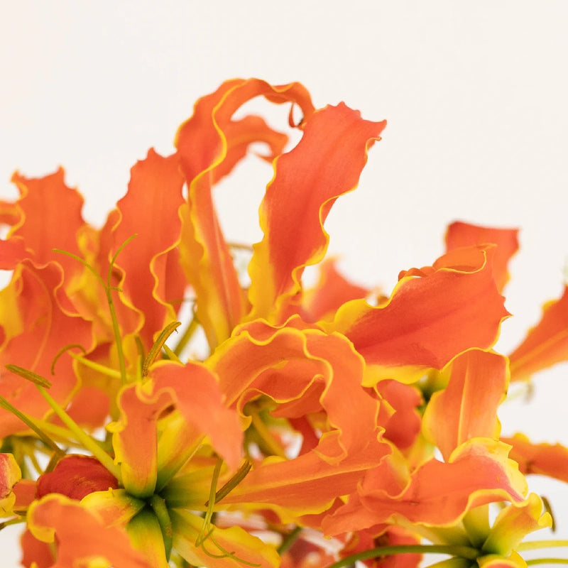 Orange Gloriosa Lilies Close Up - Image