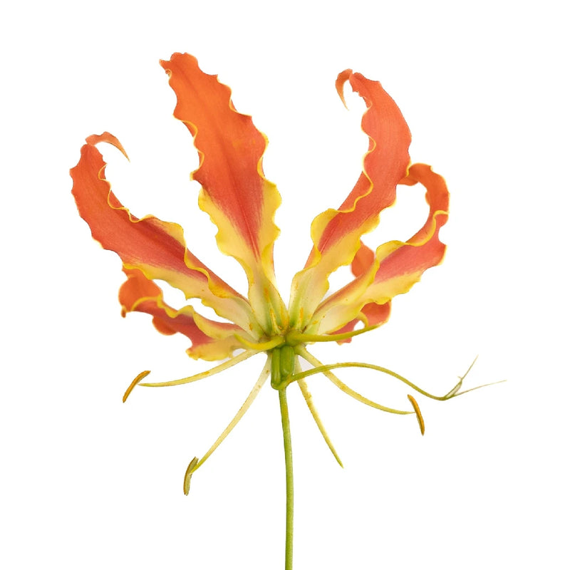 Orange Gloriosa Lilies Stem - Image