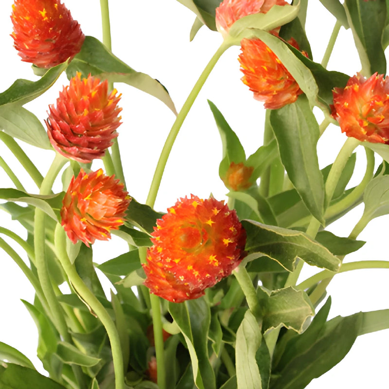 Orange Globosa Gomphrena Flowers