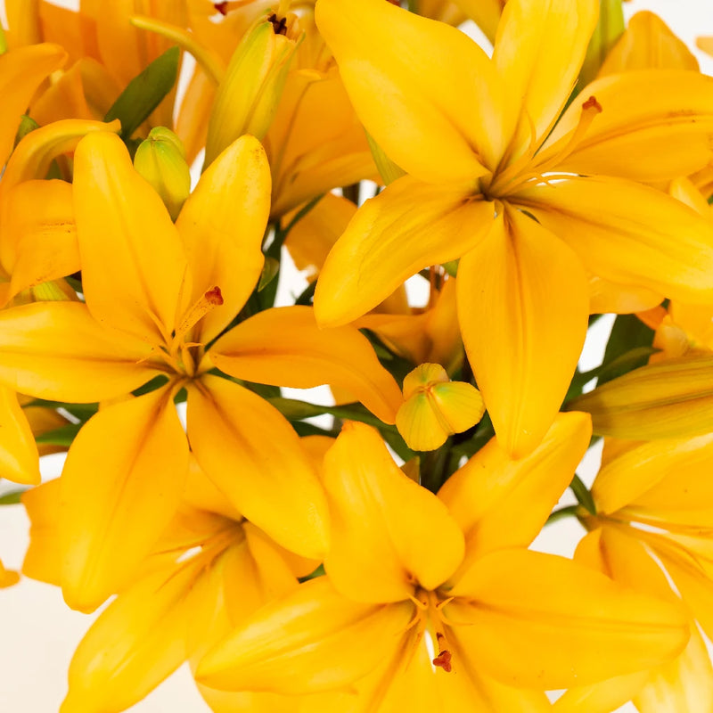 Orange India Hybrid Lily Flower Close Up - Image