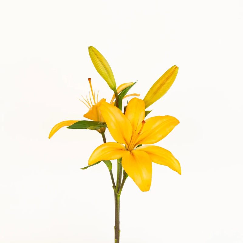 Orange India Hybrid Lily Flower Stem - Image