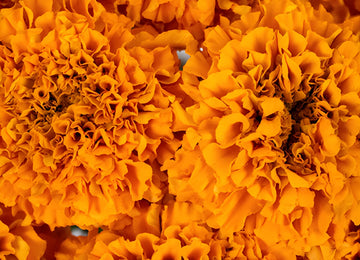 Orange African Marigold Flower