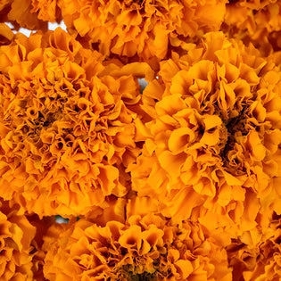 Orange African Marigold Flower