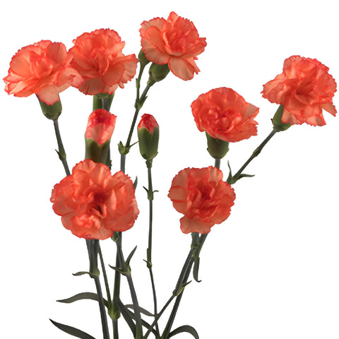 Orange Mini Carnation Flowers Stem View