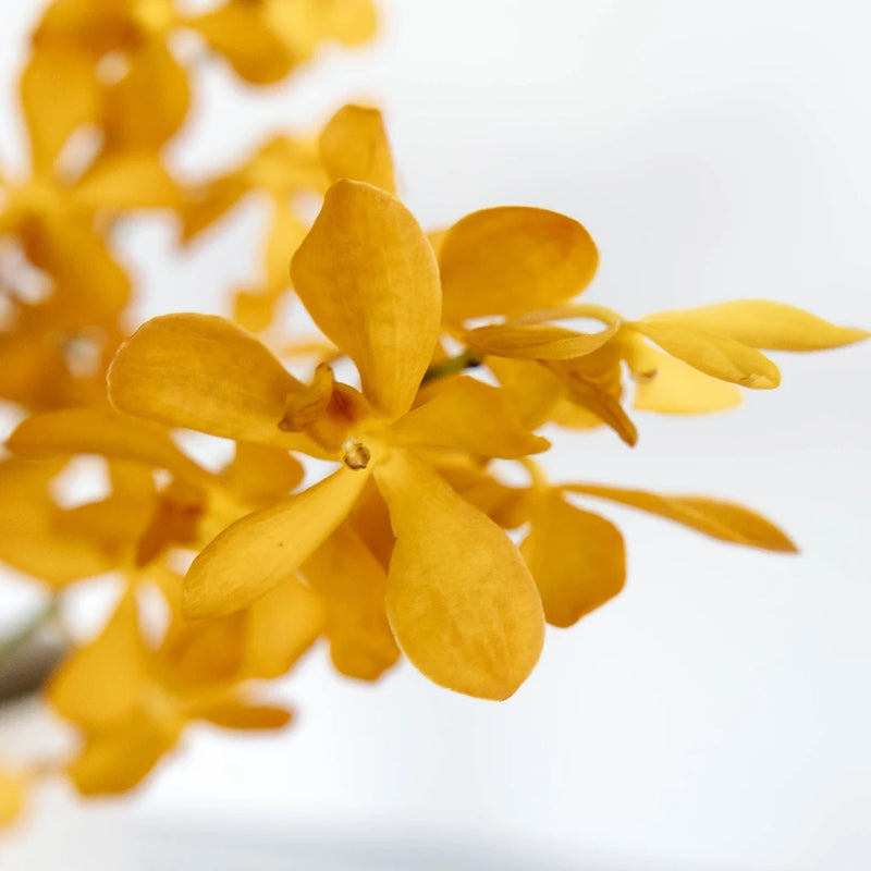 Orange Mokara Orchids Close Up - Image